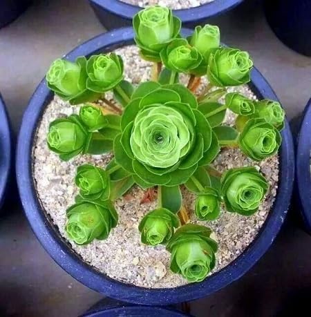 Rose Succulent Plant Seeds Green for Planting – Heirloom, Non-GMO, High Germination Organic Garden Seeds