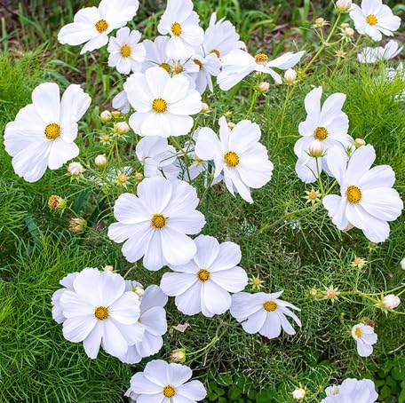 white cosmos flower seeds
