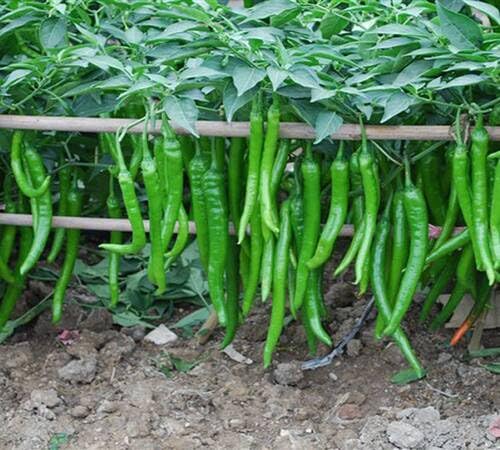 Pepper Green Seeds – Heirloom, Non-GMO, High Germination Organic Garden Seeds Planting