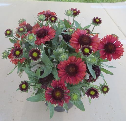 Red Chamomile Flower Seeds for Planting – Heirloom, Non-GMO, High Germination Organic Garden Seeds