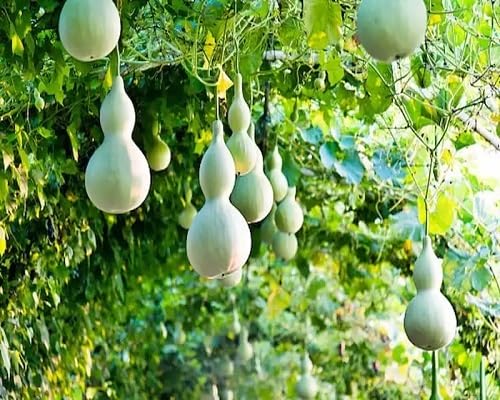 Calabash Seeds – Heirloom, Non-GMO, High Germination Organic Garden Seeds Planting