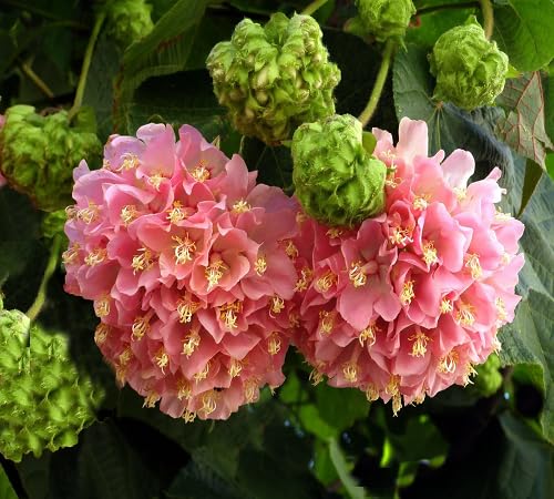 Dombeya Flower Seeds – Heirloom, Non-GMO, High Germination Organic Garden Seeds for Planting