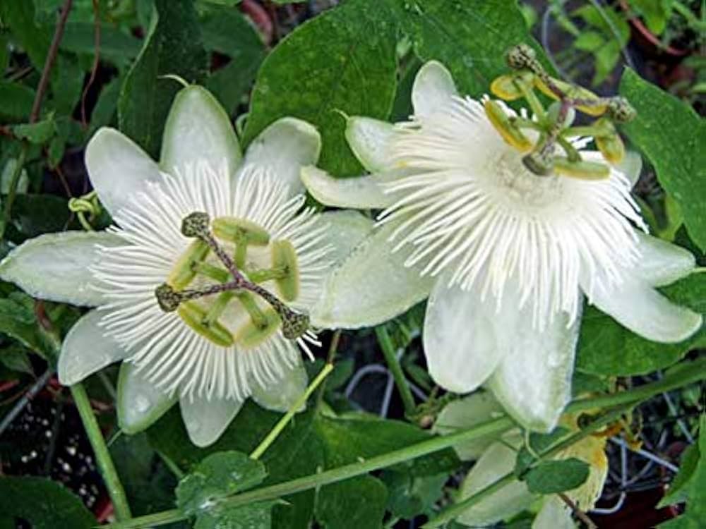 white heirloom flower seeds