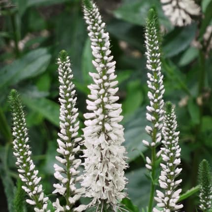 Veronica Flower Seeds White – Heirloom, Non-GMO, High Germination Organic Seeds