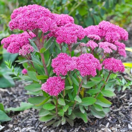 Sedum Purple Flower Seeds for Planting – Heirloom, Non-GMO, High Germination Organic Garden Seeds