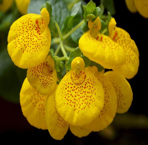 Yellow Calceolaria Flower Seeds – Heirloom Non-GMO High Germination Organic Garden Seeds