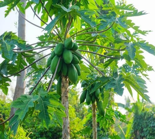 Papaya Tree Seeds – Heirloom, Non-GMO, High Germination Organic Garden Seeds