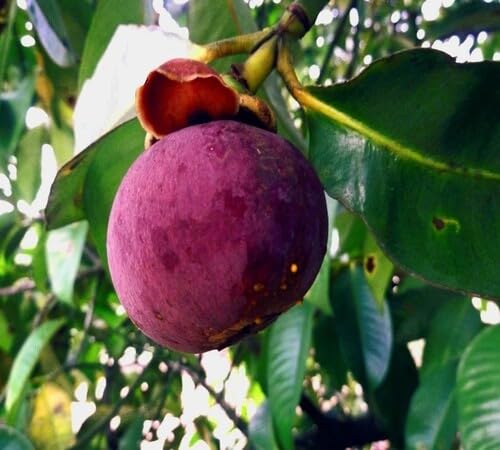 White Mangosteen Seeds Heirloom Non-GMO High Germination Organic Garden Seeds for Planting