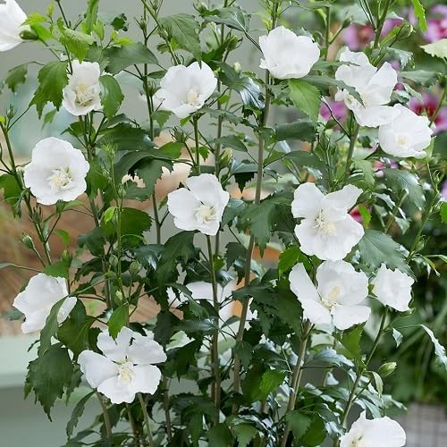 Hibiscus Flower Seeds White – Heirloom, Non-GMO, High Germination Seeds