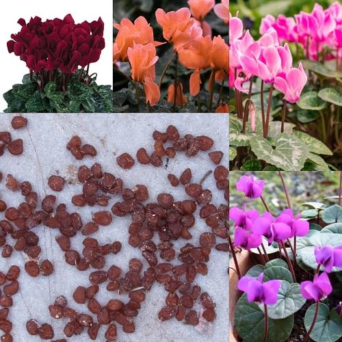 Cyclamen Flower Seeds Mixed – Heirloom, Non-GMO, High Germination Seeds