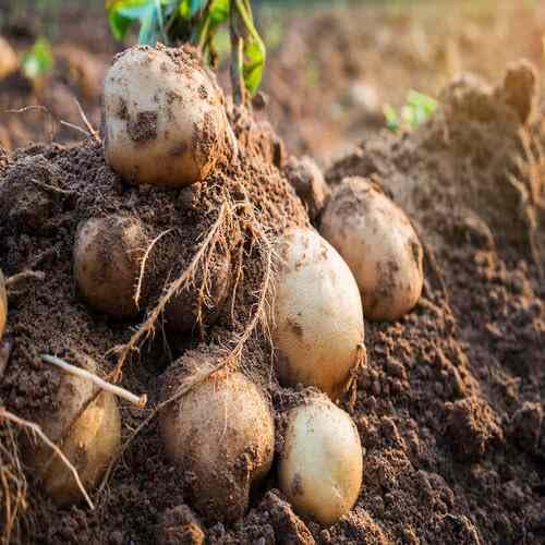 Brown Potato Seeds – Heirloom, Non-GMO, High Germination Organic Garden Seeds Planting