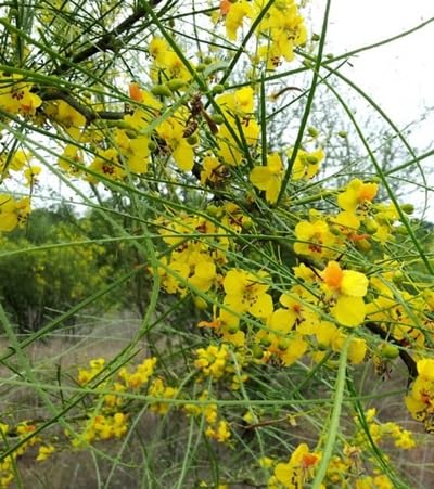 Yellow Retama Flower Seeds – Heirloom, Non-GMO, High Germination Organic Seeds