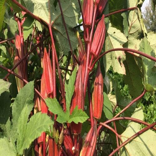 Red Okra Seeds – Heirloom, Non-GMO, High Germination Organic Garden Seeds Planting