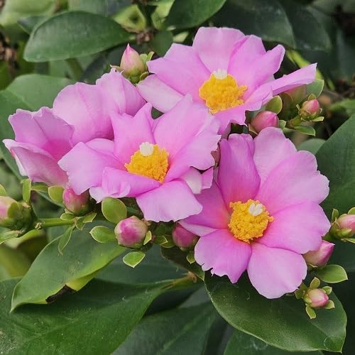 Pink Pereskia Flower Seeds – Heirloom Non-GMO High Germination Organic Garden Seeds for Planting