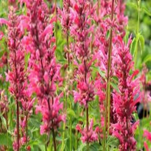 Pink Agastache Flower Seeds for Planting – Heirloom, Non-GMO, High Germination Organic Garden Seeds