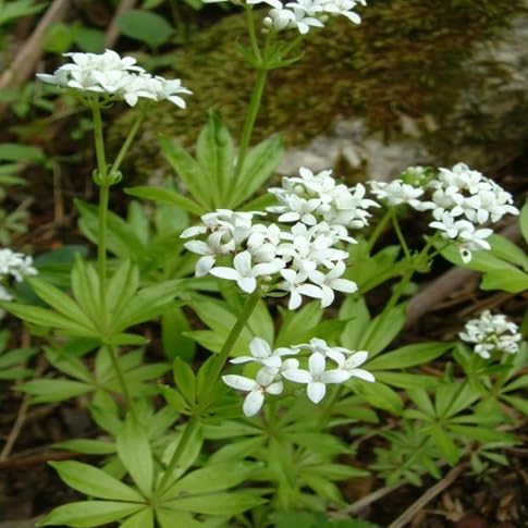 Woodruff Flower Seeds – Heirloom Non-GMO High Germination Organic Garden Seeds