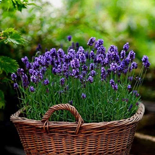 lavender lavandula flower seeds