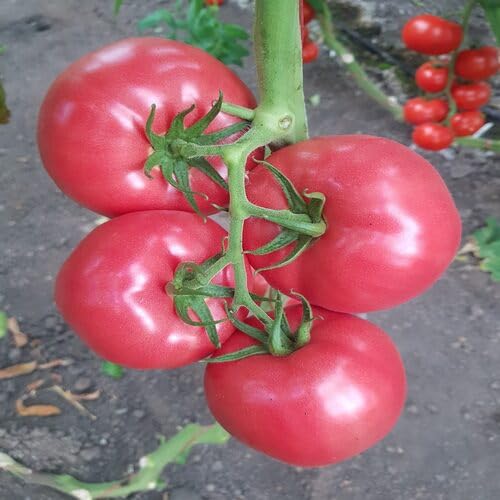 Pink Tomato Seeds – Heirloom, Non-GMO, High Germination Organic Garden Seeds Planting