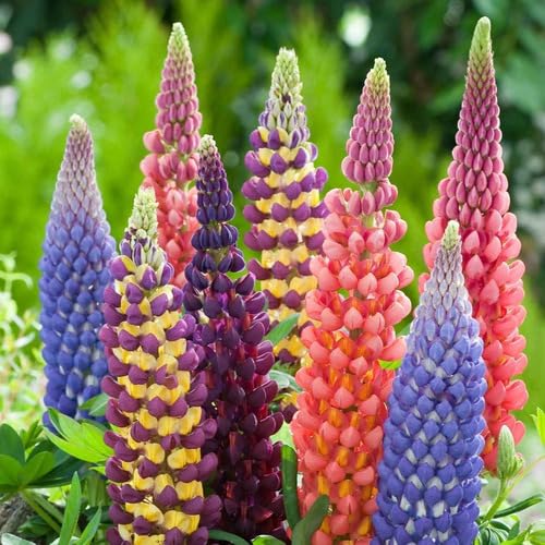 Mixed Lupine Flower Seeds – Heirloom, Non-GMO, High Germination Organic Garden Seeds for Planting