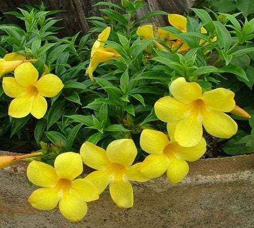 Yellow Allamanda Flower Seeds – Heirloom, Non-GMO, High Germination Organic Garden Seeds for Planting