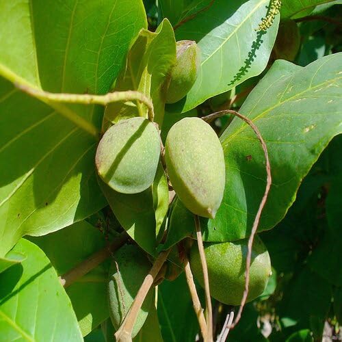 green almond flower seeds
