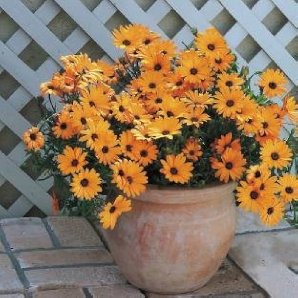orange prince flower seeds