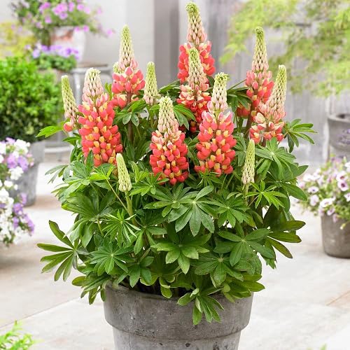 green lupine flower seeds