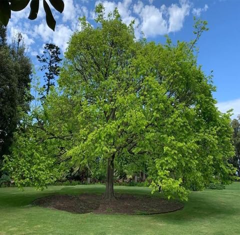 green elm flower seeds