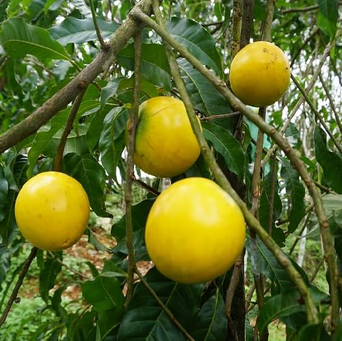 Yellow Abiu Seeds for Planting Heirloom Non-GMO High Germination Organic Garden Seeds