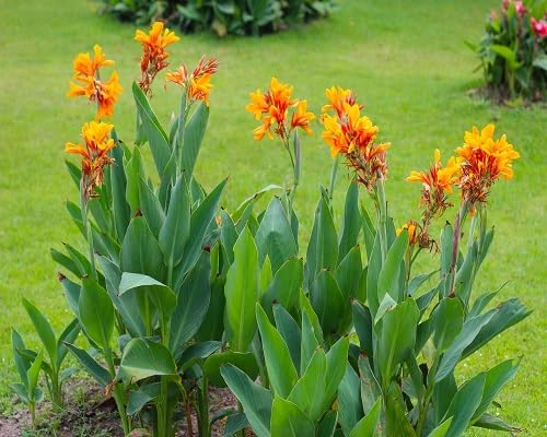 Orange Canna Lilly Flower Seeds – Heirloom, Non-GMO, High Germination Organic Garden Seeds