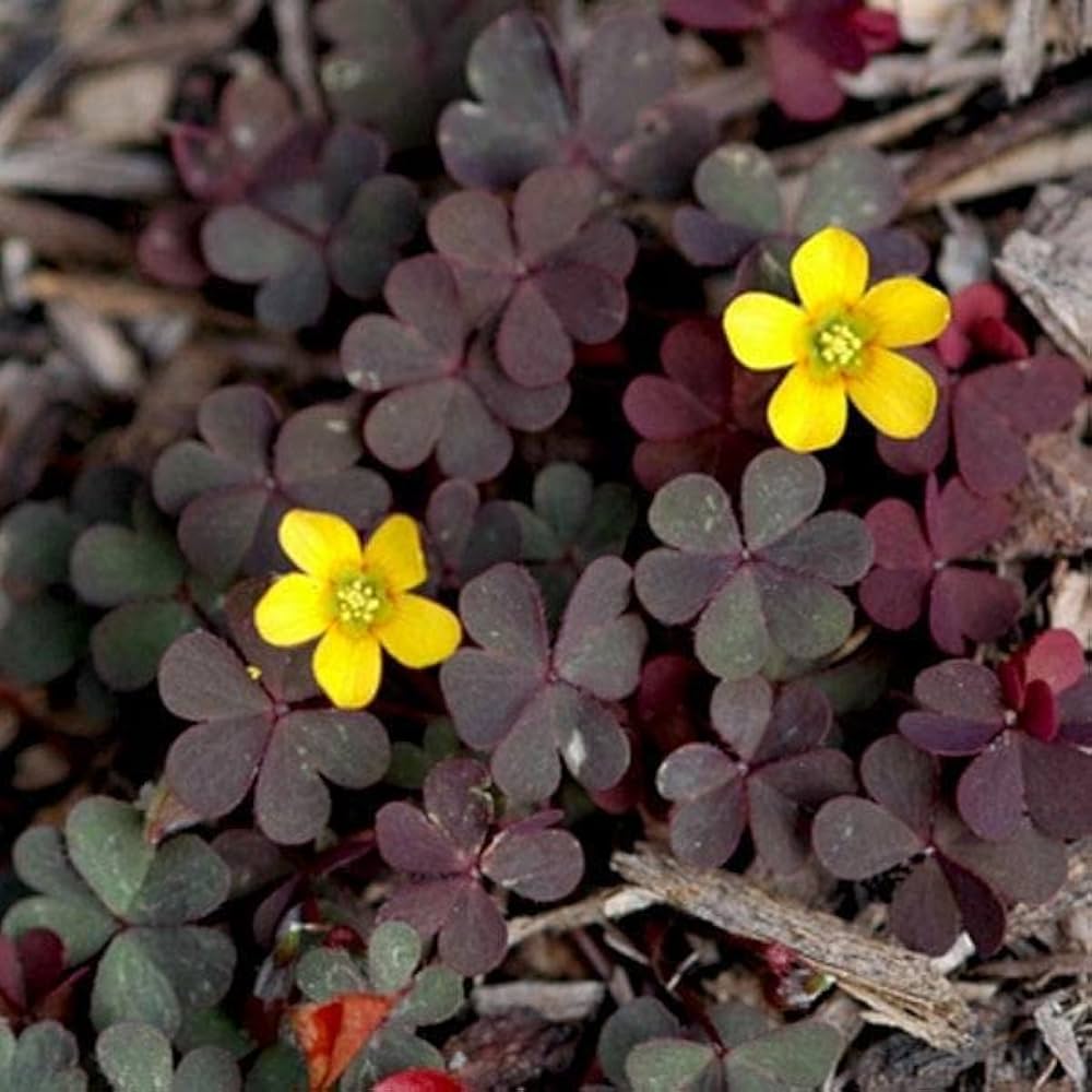 Creeping Woodsorrel herb seeds