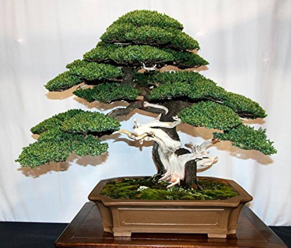wacholder bonsai flower seeds