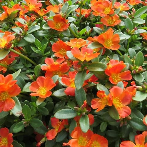 Purslane Flower Seeds – Heirloom, Non-GMO, High Germination Organic Garden Seeds for Planting