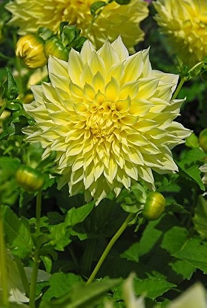 Yellow Dahlia Flower Seeds for Planting