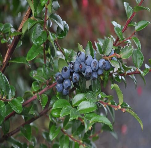 Black Huckleberry Seeds – Heirloom, Non-GMO, High Germination Organic Garden Seeds
