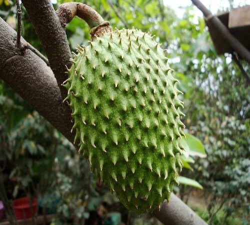 Green Guanabana Seeds – Heirloom, Non-GMO, High Germination Organic Garden Seeds