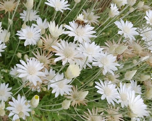 Xeranthemum Flower Seeds White – Heirloom Non-GMO High Germination Organic Garden Seeds