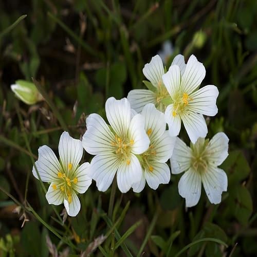 White Limnanthes Flower Seeds Heirloom Non-GMO High Germination Organic Garden Seeds for Planting