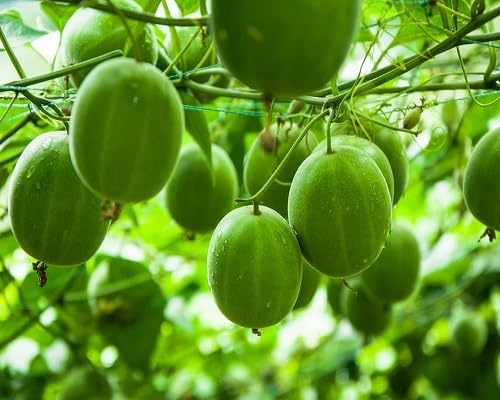 Green Monk Seeds – Heirloom, Non-GMO, High Germination Organic Garden Seeds