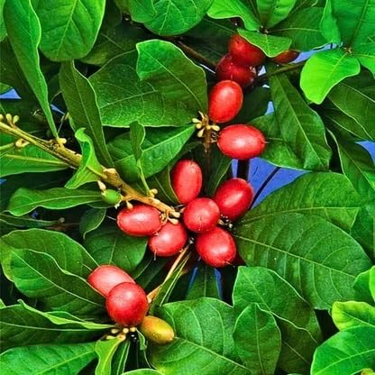 Pink Dulcificum Seeds for Planting – Heirloom Non-GMO High Germination Organic Garden Seeds