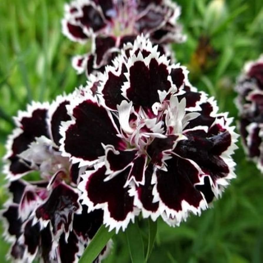 japanese pinks flower seeds