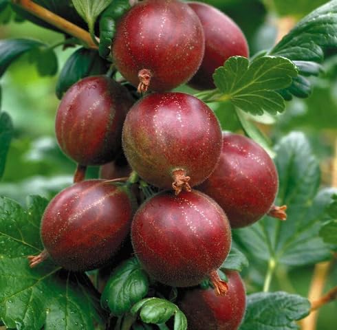 Red Gooseberry Seeds – Heirloom, Non-GMO, High Germination Organic Garden Seeds