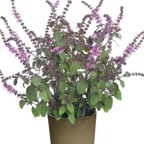 Basil Plant Seeds Green Heirloom Non-GMO High Germination Organic Garden Seeds for Planting