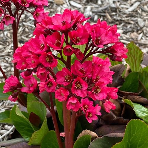 Semillas de Flores de Bergenia Roja para Sembrar – Semillas Orgánicas, Antiguas, No Transgénicas y de Alta Germinación