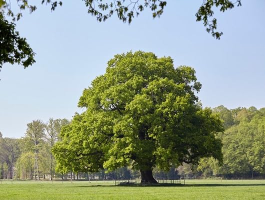 green oak flower seeds