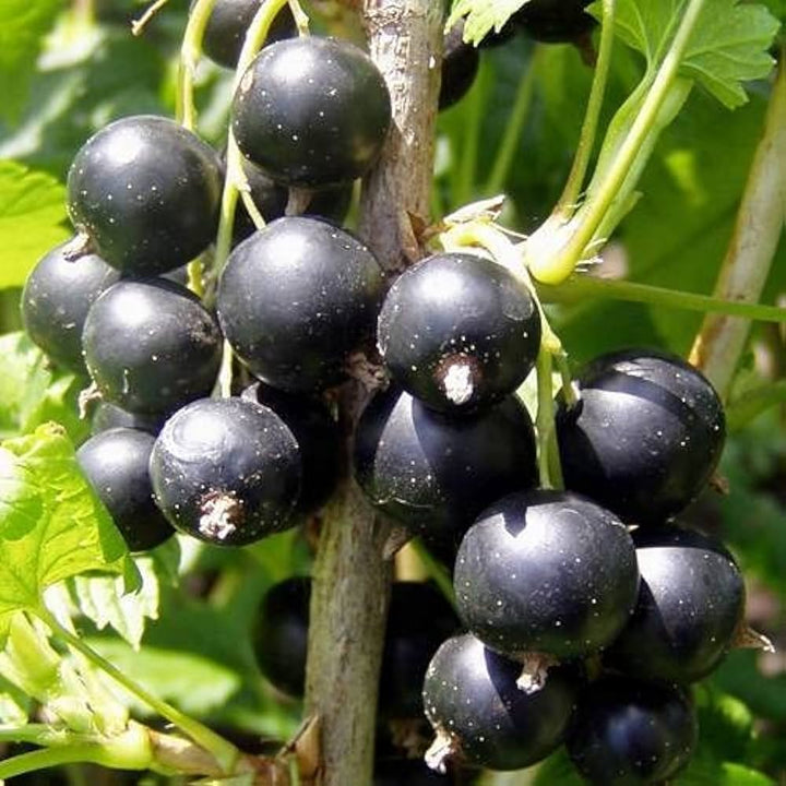Blackcurrant Fruit Seeds – Heirloom, Non-GMO, High Germination Organic Garden Seeds