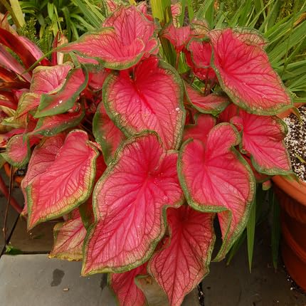 caladiumbicolorflowerpinkgreenheirloomnongmo flower seeds