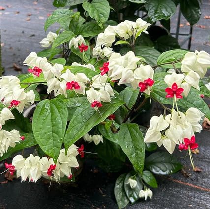 White Dicentra Flower Seeds – Heirloom, Non-GMO, High Germination Organic Garden Seeds for Planting