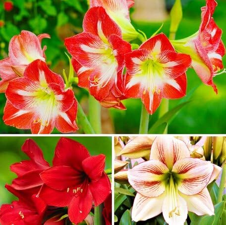 mixed amaryllis flower seeds