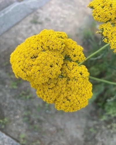 Yellow Filipendulina Flower Seeds – Heirloom Non-GMO High Germination Organic Seeds